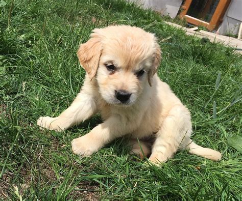 Golden Retriever Puppies For Sale Sterling Oh 282629