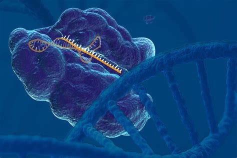 Using Crispr As A Research Tool To Develop Cancer Treatments Mit