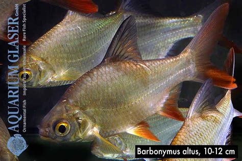 Barbonymus Altus Und B Schwanefeldii Aquarium Glaser Gmbh