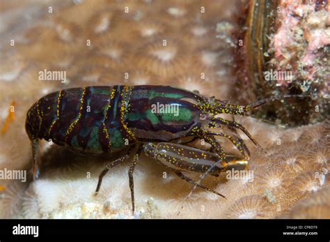 Stimpson S Snapping Shrimp Stock Photo Alamy