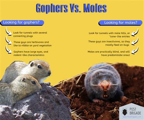 Gophers Vs Moles Whats The Difference Pest Brigade