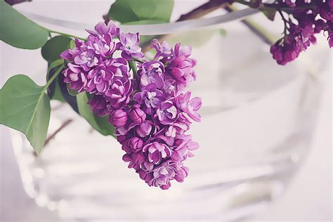 Royalty Free Photo Photo Of Purple Petaled Flower Pickpik