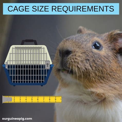 What is the appropriate guinea pig weight range? Guinea Pig Cage Size Requirements (Minimums) | Our Guinea Pig