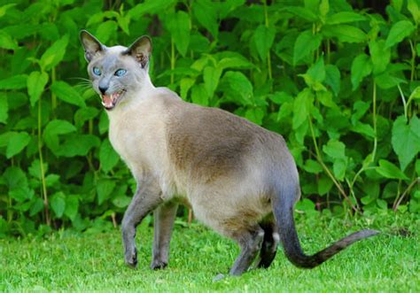 5 Things You Didnt Know About Siamese Cats