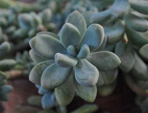 Description succulents are considered one of the most hardy plants in gardening. Sedeveria Blue Giant - The Succulent Garden