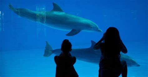 National Aquarium Plans To Create Dolphin Sanctuary The New York Times