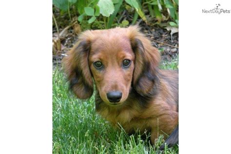 Some tomato plant stems, leaves and rhubarb leaves are poisonous. Dachshund, Mini puppy for sale near Battle Creek, Michigan | 8e65e17b-4451