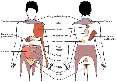 Infection, disease, or blocked arteries can cause pain ranging from mild discomfort to sharp, stabbing pains in the left side of your body. File:1506 Referred Pain Chart.jpg - Wikimedia Commons