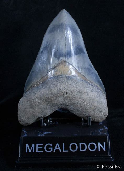 Stunning 521 Inch Mays River Megalodon Tooth For Sale 2920