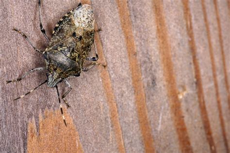 Where Do Stink Bugs Come From Prevent Pest Control