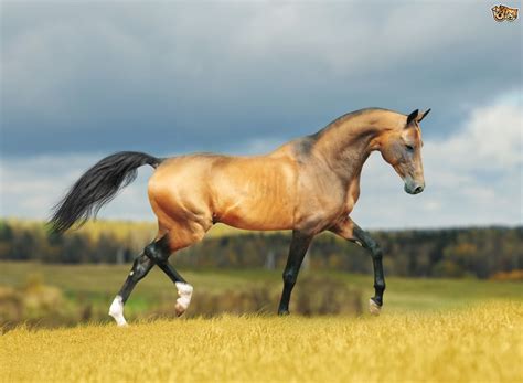 Prettiest Horse Breeds Pets4homes