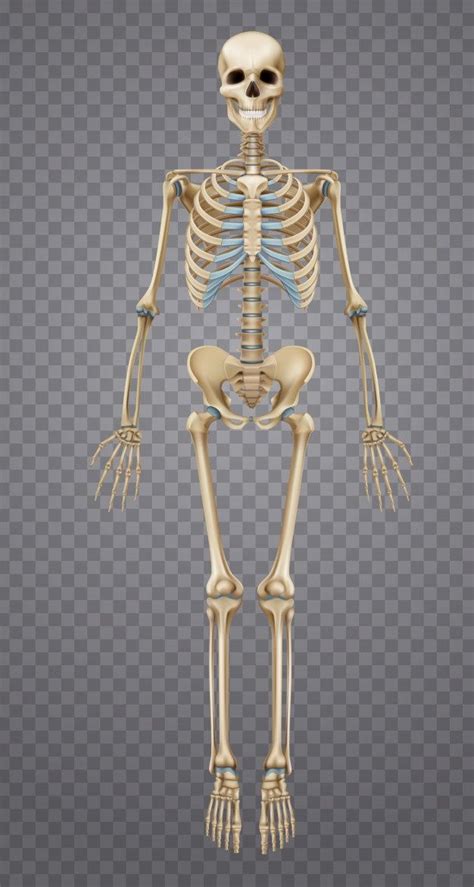 Realistyczny Ludzki Szkielet Darmowy Wektor Человеческий скелет
