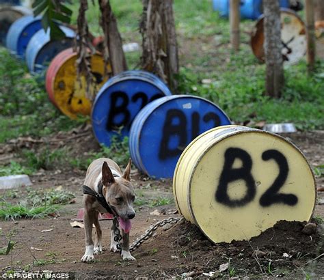 The Animal Zone The Dogfighting Farm 300 Pit Bulls