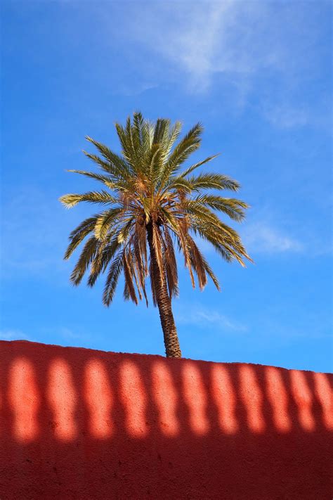Check spelling or type a new query. Palme 1 Foto & Bild | urlaub, world, landschaft Bilder auf ...