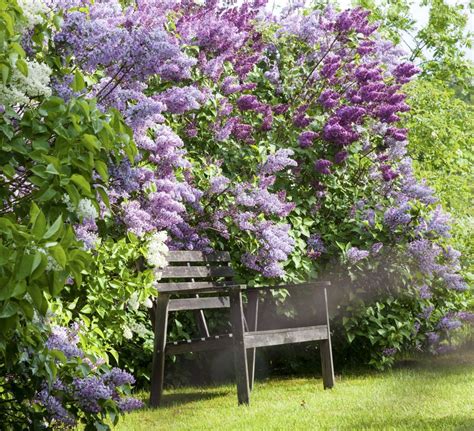 5 Conseils Pour Bien Bouturer Le Lilas Flowering Shrubs Lilac Bushes