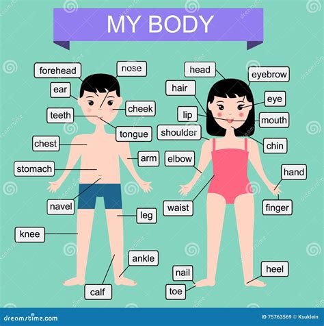 Body Parts Chart For Children