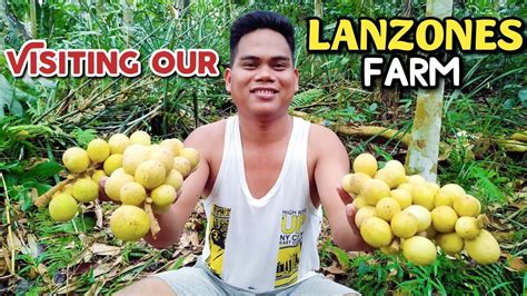 Visiting Our Lanzones Farm Lanzones Farming In The Philippines Youtube