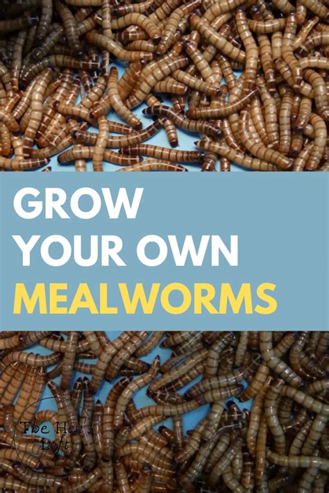 The worms need to grow and become bigger. How To Grow Mealworms For Chickens! (Raising Mealworms At ...