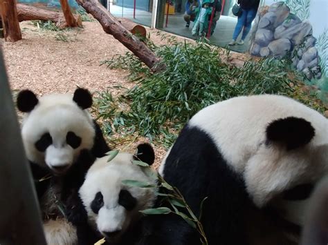 Panda Updates Monday February 26 Zoo Atlanta