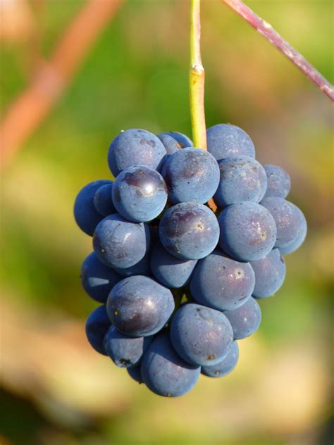 Free Images : branch, grape, vine, wine, fruit, berry, food, produce