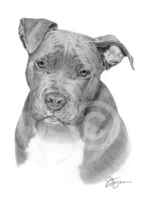 American Pit Bull Terrier perro dibujo a lápiz impreso 2 Etsy