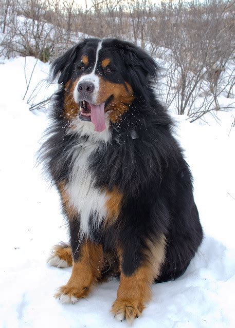 Bernese Mountain Dog Pictures And Informations Dog