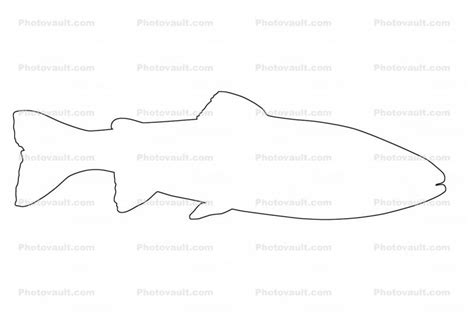 Trout Outline Line Drawing Shape Images Photography Stock Pictures