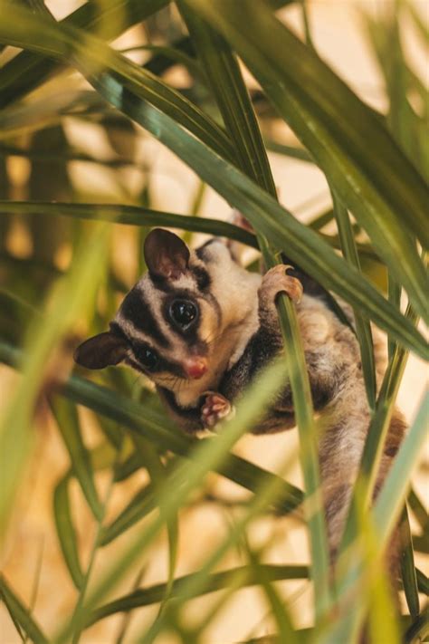10 Sugar Glider Facts For Kids Cool Kid Facts