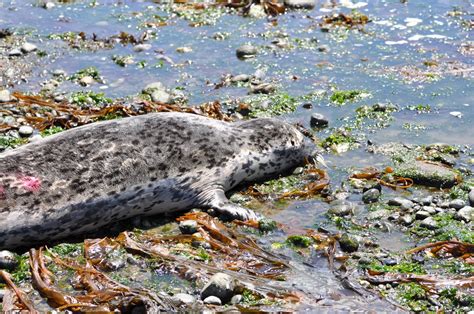 Buzzs Marine Life Of Puget Sound Harbor Seal Pupping