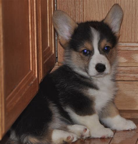 Corgi Puppy (8 Weeks Old) | Corgi puppy, Corgi, Puppies