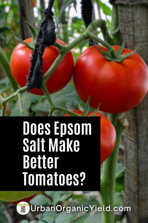 Learn Everything You Need To Know About Fertilizing Your Tomato Plants