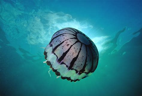 David Wrobel Photography Scyphozoan Jellyfish Purple Stripe Jelly 4