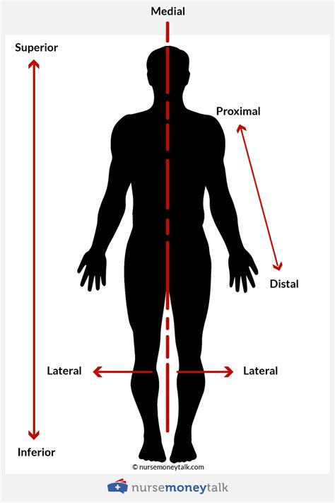 Proximal E Distal Anatomia