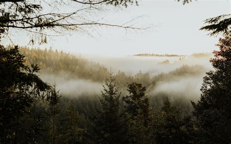 Pine Trees Covered With Fog Mac Wallpaper Download Allmacwallpaper