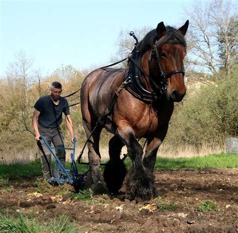 Fjordworks Market Gardening With A Single Horse Small Farmers