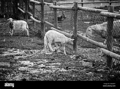 Pattaya Sheep Farm Hi Res Stock Photography And Images Alamy