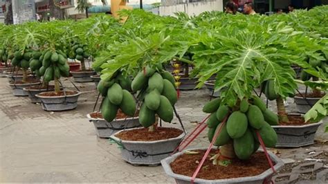 Modern Papaya Agriculture Papaya Farming And Papaya Harvesting Papaya