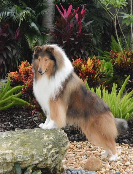 Collie Dog Breed Information Center A Guide To The Rough Collie Artofit