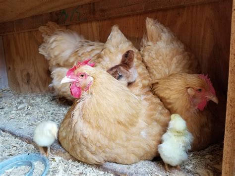 American Buff Orpingtons Female Chicks 42123