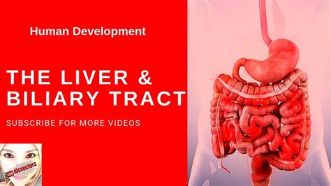 Production and transport of bile. Special embryology - Development of the liver and biliary ...