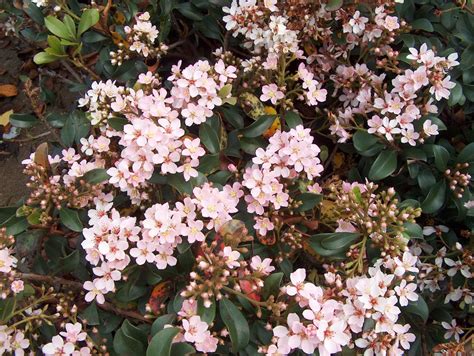 Evergreen Shrub With Small Pink Flowers Slow To Moderate Growth To 7