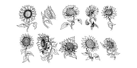 Sunflower Vector Set Collection Graphic Design 11946316 Vector Art At