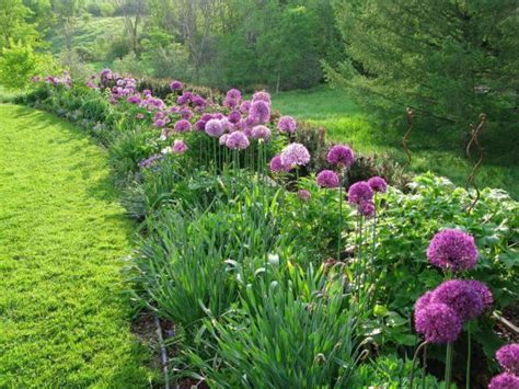 Love Alliums See How A Garden Designer Puts Them To Work Creative
