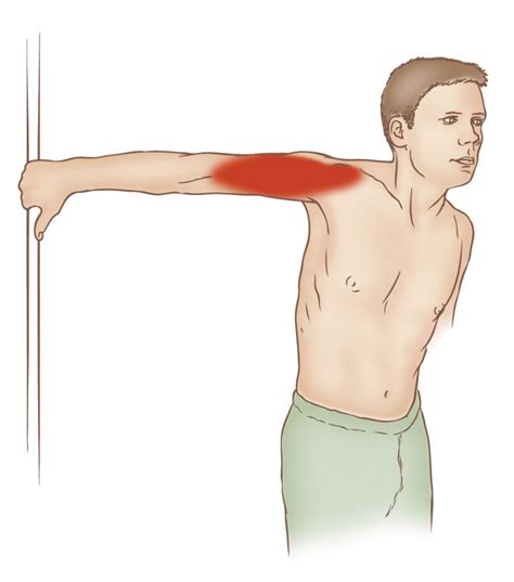 Biceps Brachii Stretching Learn Muscles