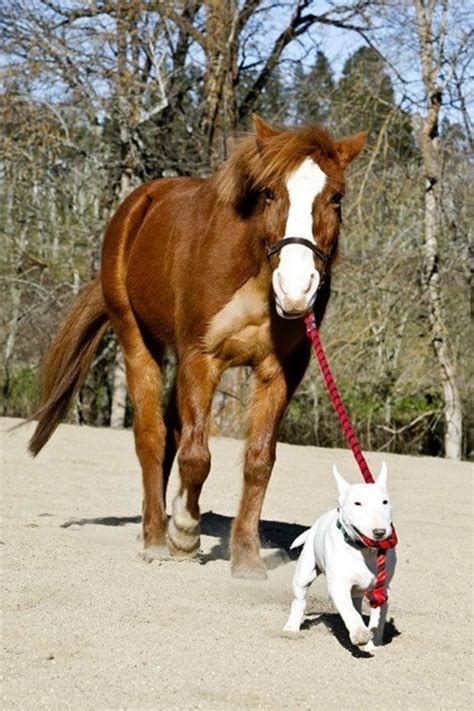 Dog And Horse Alpha Dog Bull Terrier Leader Training