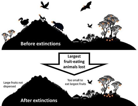 What Happens When A Species Goes Extinct Earthorg