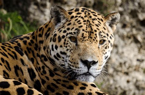 The big cat species are one of the most apex predators in the world. Top 10 List of Big Cats Species - Listerious