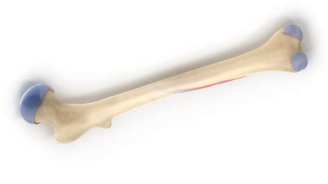 3d Human Bone Marrow Anatomy Model Turbosquid 1654163