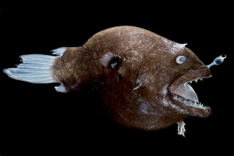 Anglerfishes Immunity And Organ Transplants Save Our Seas Foundation