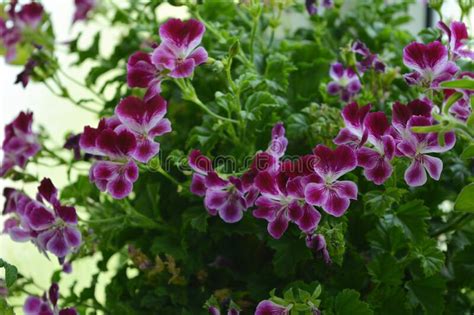 Beautiful Pink And White Flowers Of Pelargonium In Small Garden On The